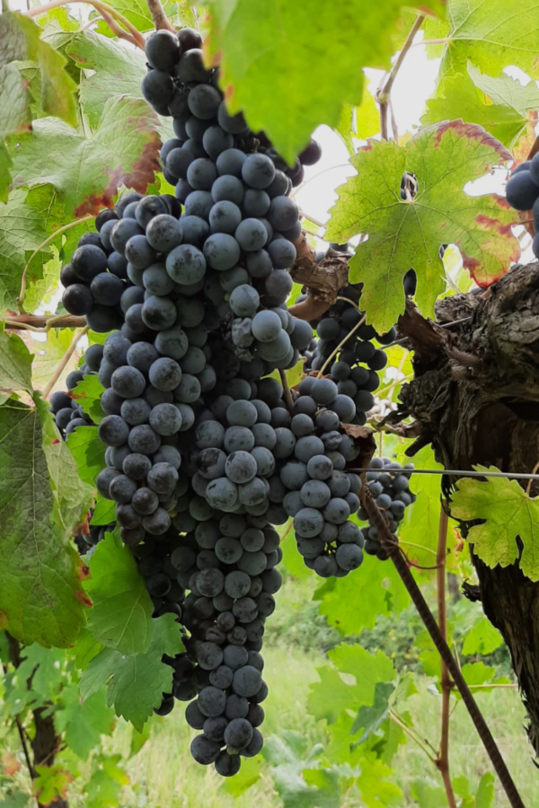 Vino Cabernet-Sauvignon FONDAMENTO - immagine 3