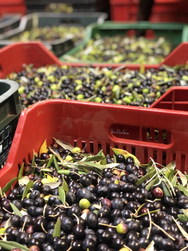 Olio Extra Vergine di Oliva *special edition* - immagine 5